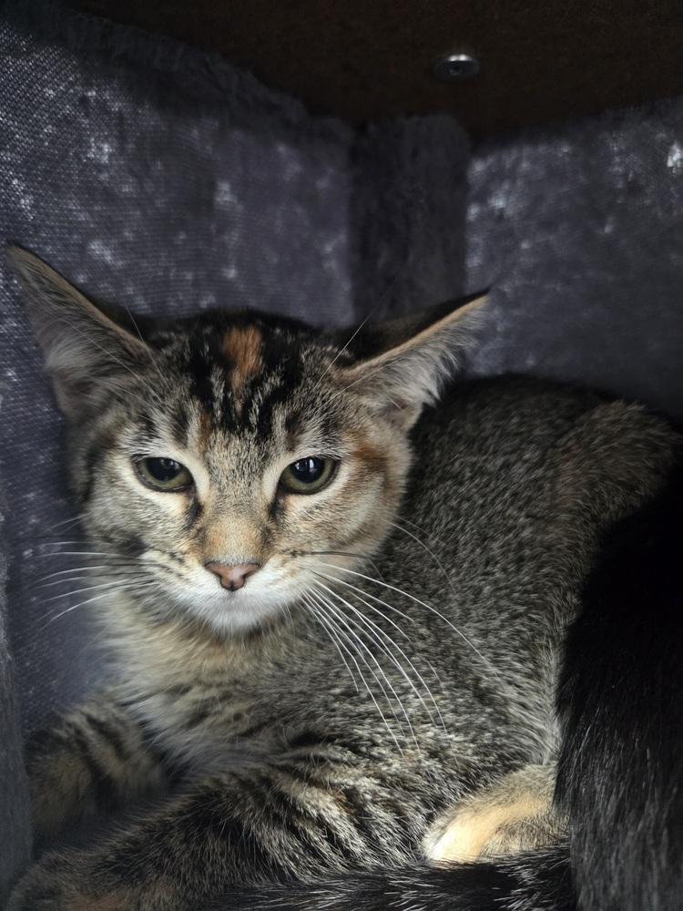 Enlarge Tina, a Adoptable Domestic Short Hair in Salmon, ID image 1/1