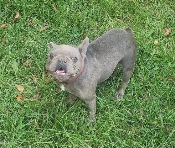 Nola, a Adoptable French Bulldog in Rocky Hill, CT image 1/5