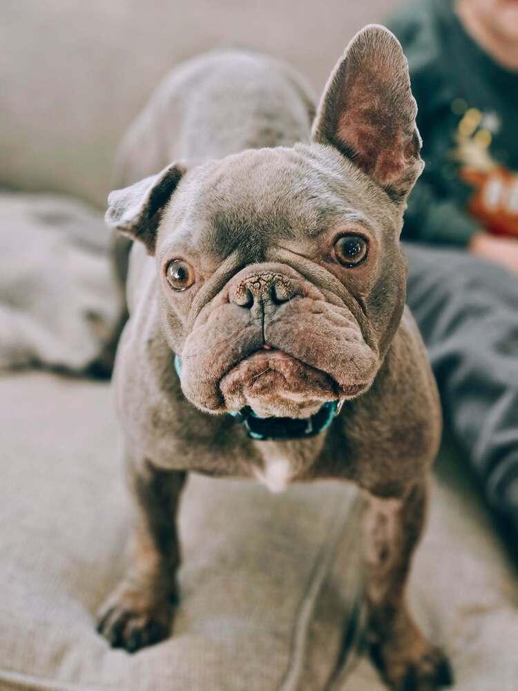 Nola, a Adoptable French Bulldog in Rocky Hill, CT image 2/5