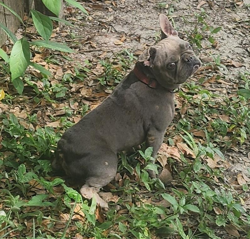 Nola, a Adoptable French Bulldog in Rocky Hill, CT image 4/5