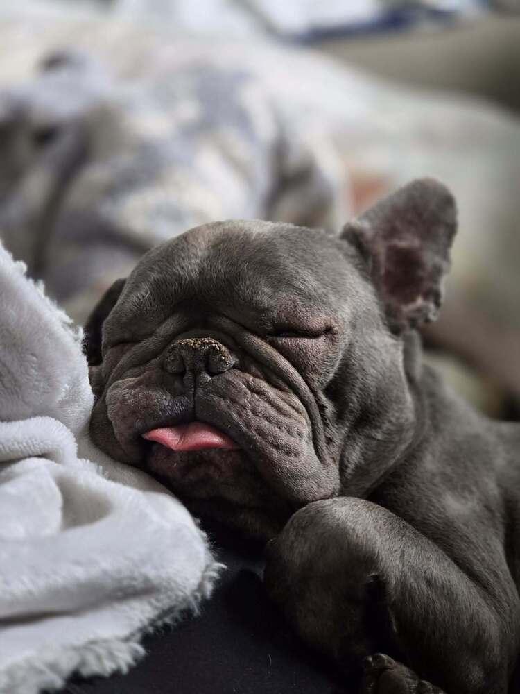 Nola, a Adoptable French Bulldog in Rocky Hill, CT image 5/5