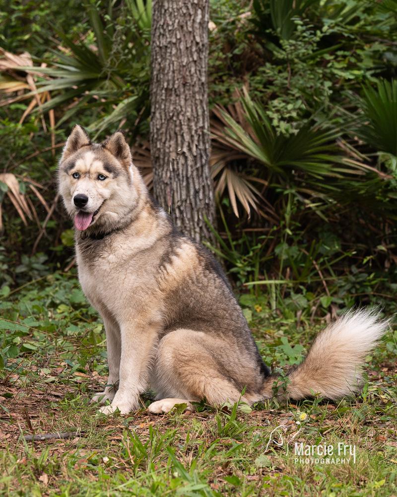 Poppy, ADOPTABLE, Adult Female Siberian Husky.