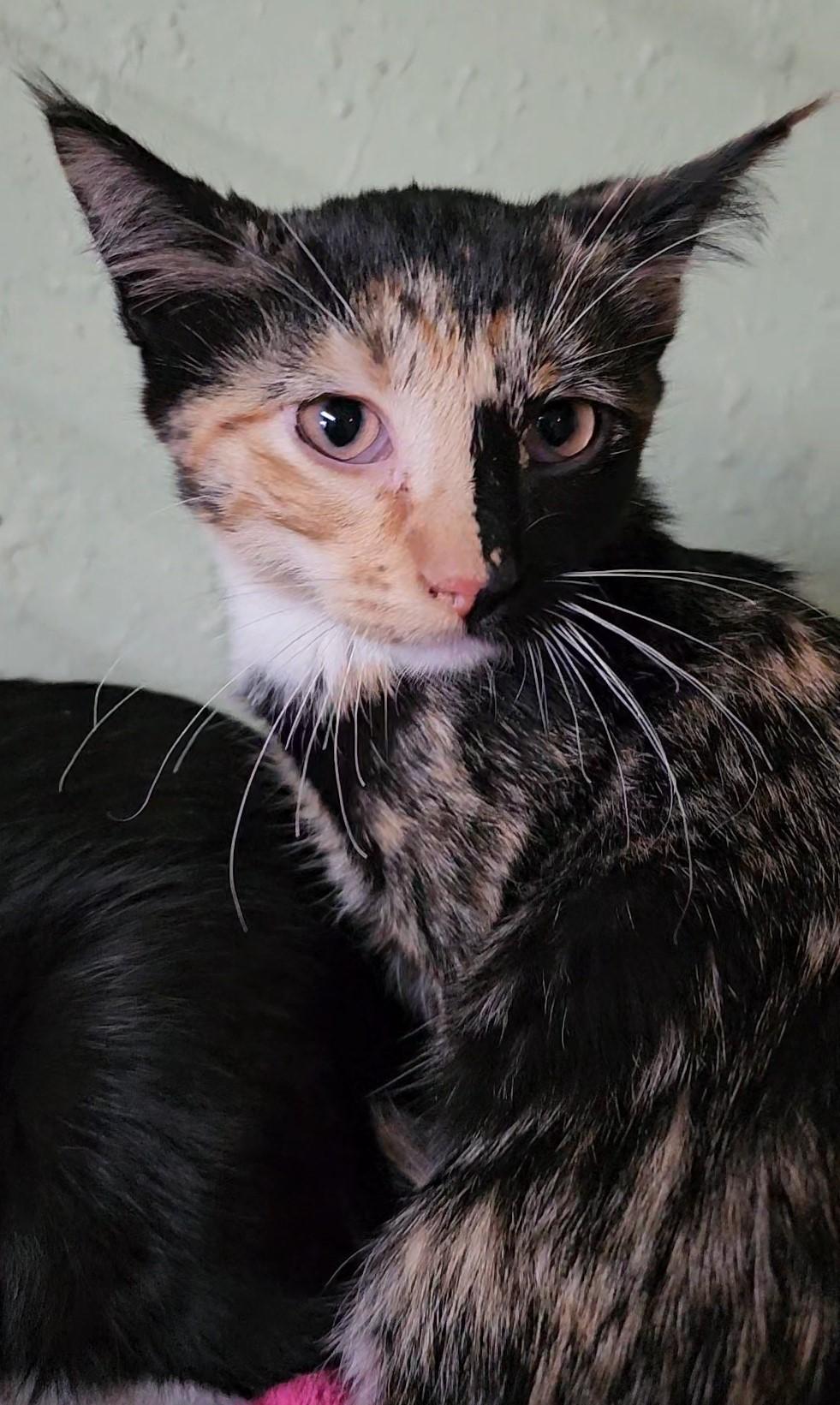 Enlarge Aurora, an adopted American Shorthair in Pinedale, WY image 1/1