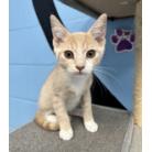 Chaz, Adoptable, Kitten Male Domestic Short Hair.