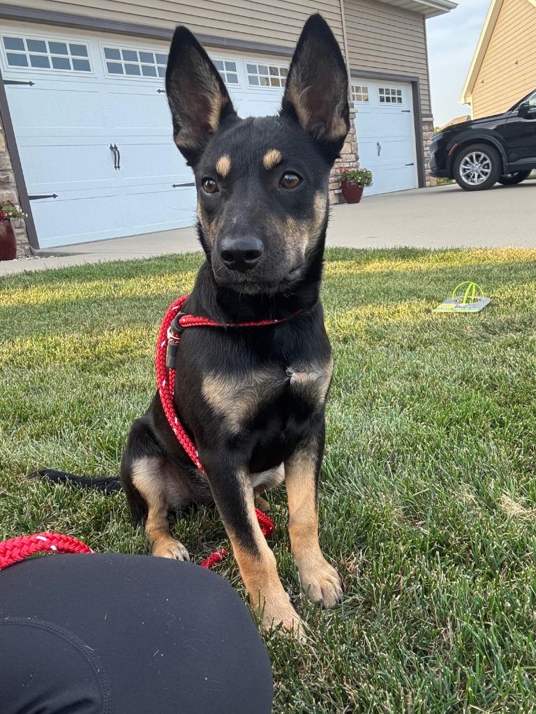 Penny, Adoptable, Puppy Female Australian Kelpie & Australian Shepherd.
