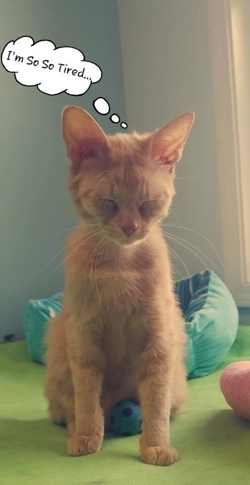 Enlarge Alf, a Adoptable mixed breed in Shelbyville, KY image 7/8