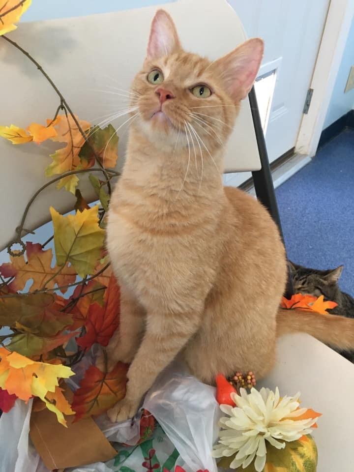 Alf, a Adoptable mixed breed in Shelbyville, KY image 1/8