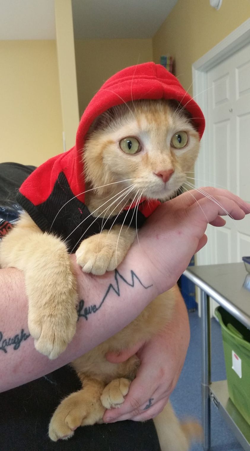 Cat for adoption Alf, a Domestic Short Hair Mix in Shelbyville, KY