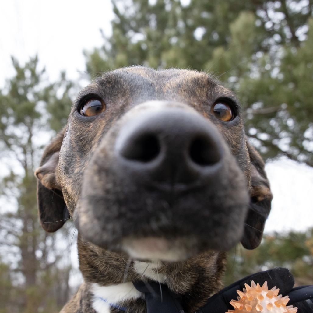 Mascarpone, Adoptable, Young Male Terrier.