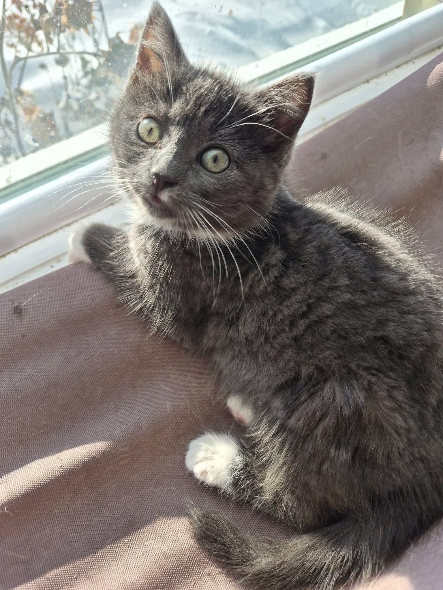 Little Judy, an adopted Domestic Short Hair in Winnipeg, MB image 5/5