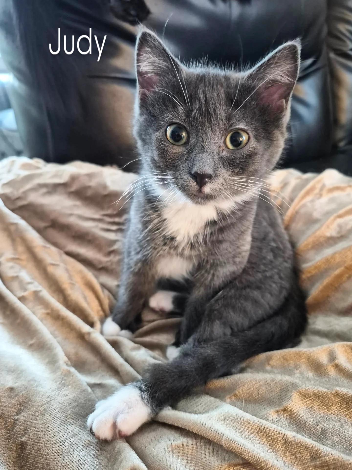 Little Judy, an adopted Domestic Short Hair in Winnipeg, MB image 2/5