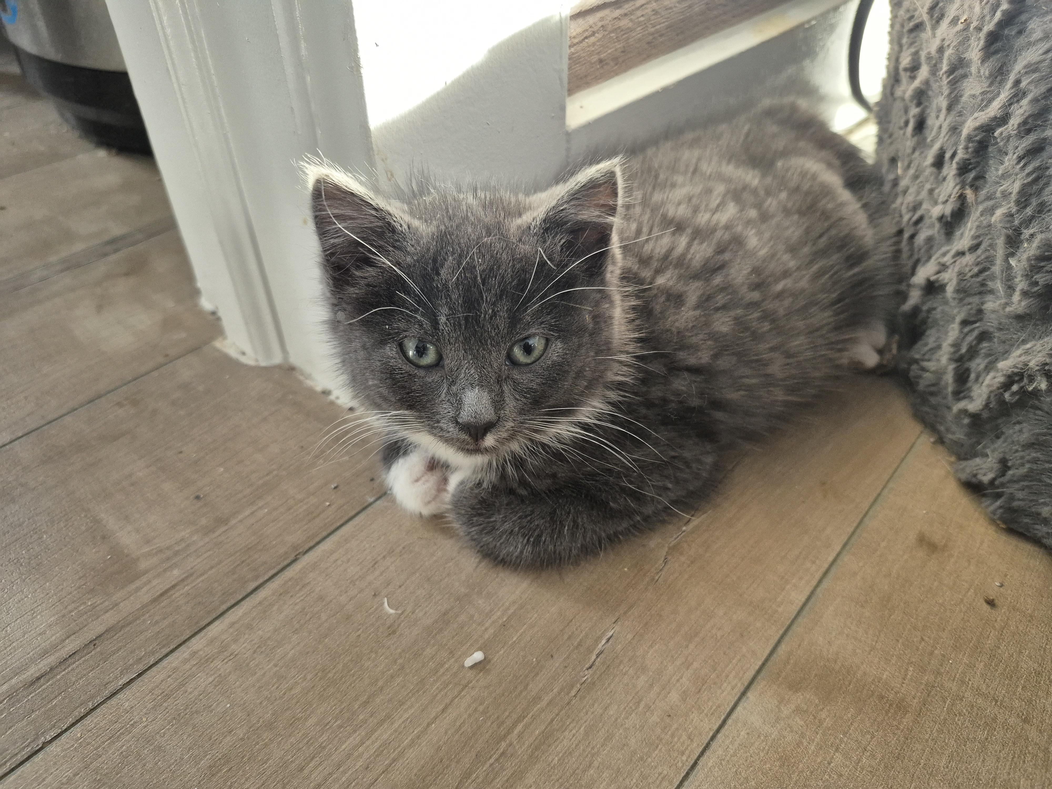 Little Judy, an adopted Domestic Short Hair in Winnipeg, MB image 3/5