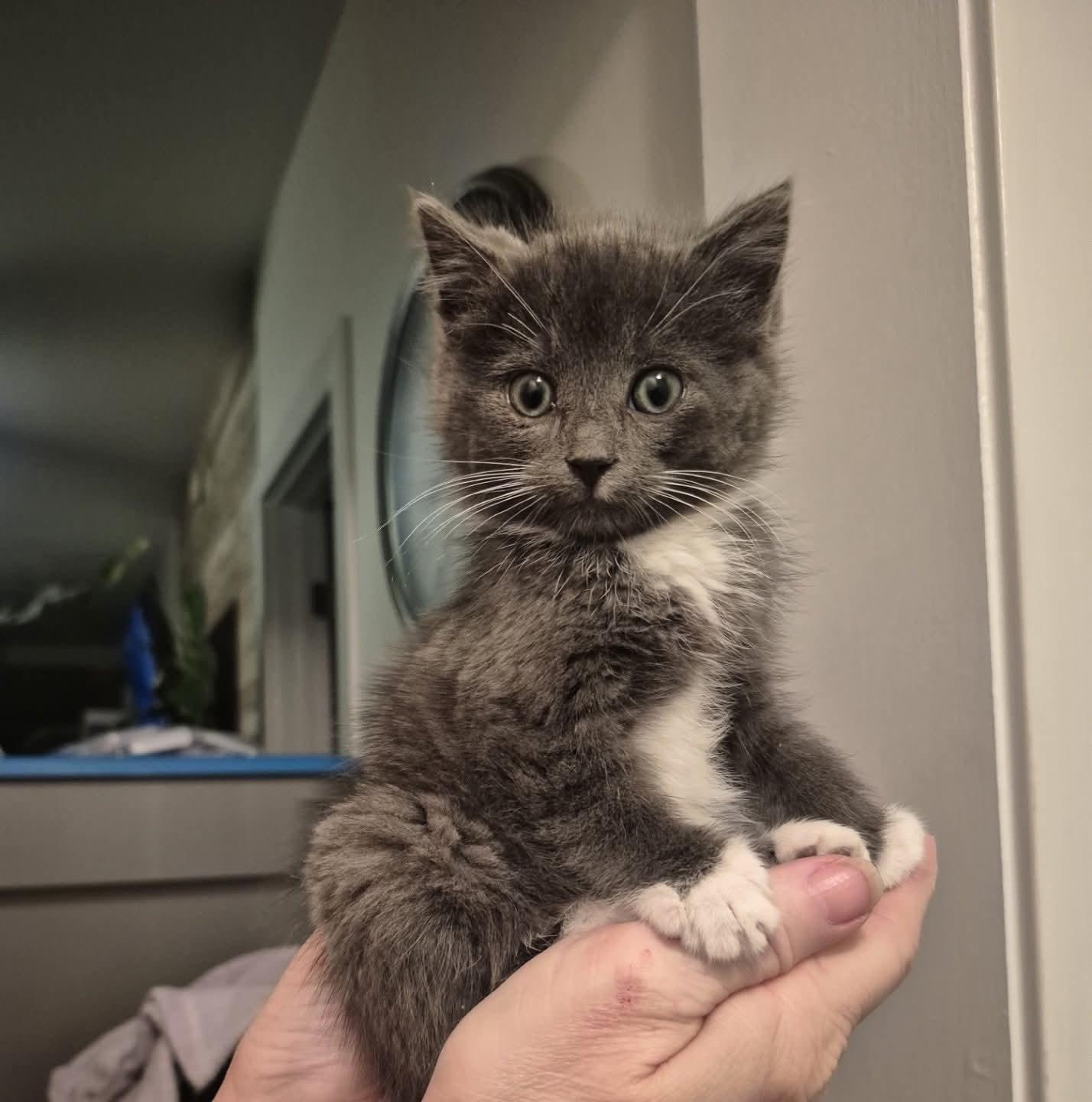 Little Judy, an adopted Domestic Short Hair in Winnipeg, MB image 4/5