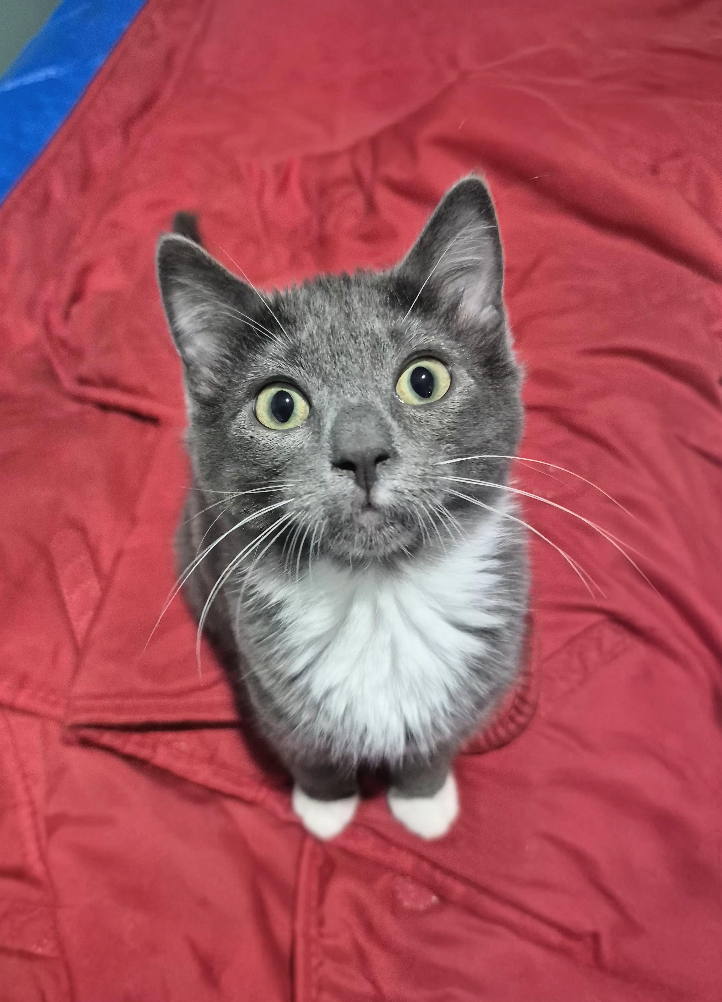 Little Judy, an adopted Domestic Short Hair in Winnipeg, MB image 1/5