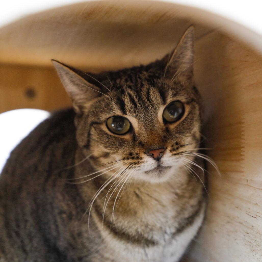 Kaine, Adoptable, Adult Male Domestic Short Hair & Domestic Short Hair.