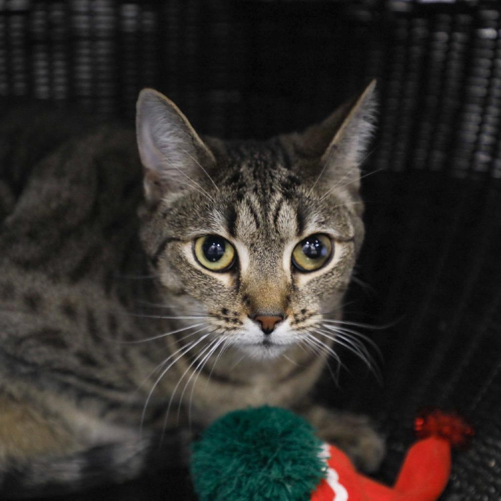 Kaine, Adoptable, Adult Male Domestic Short Hair & Domestic Short Hair.