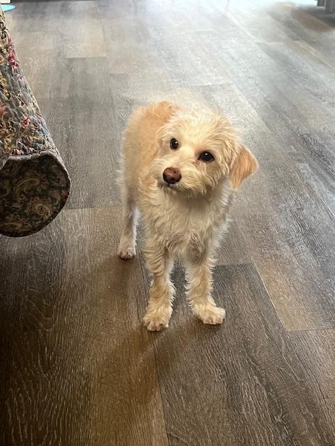 Enlarge Johnathon, a Adoptable mixed breed in El Segundo, CA image 1/1