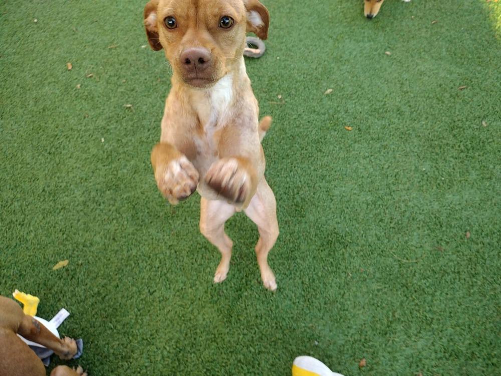 Ashe, Adoptable, Young Male Mixed Breed.