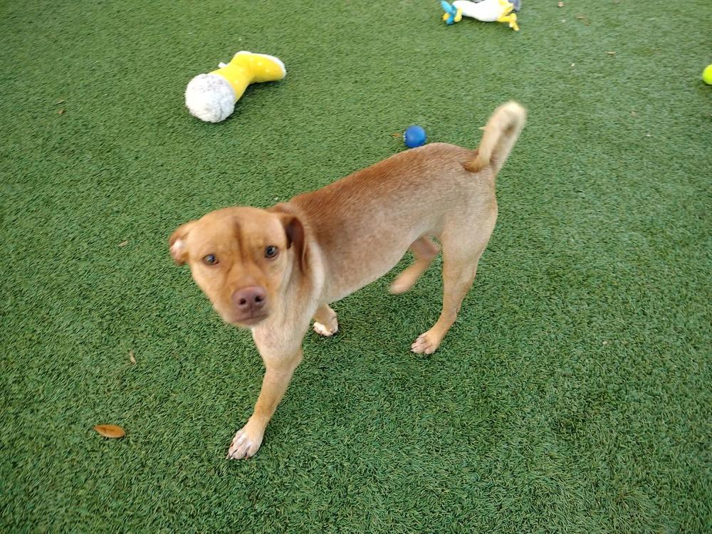 Enlarge Ashe, a Adoptable mixed breed in Winter Garden, FL image 2/5