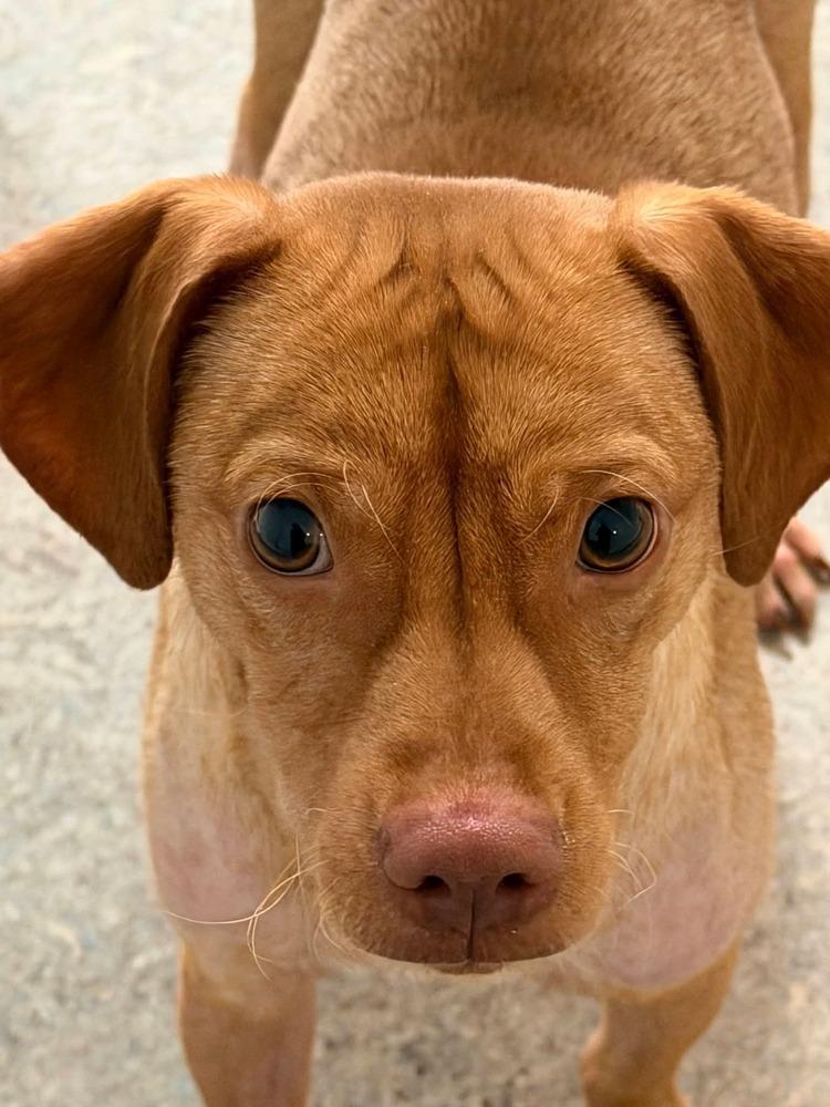 Enlarge Ashe, a Adoptable mixed breed in Winter Garden, FL image 3/5