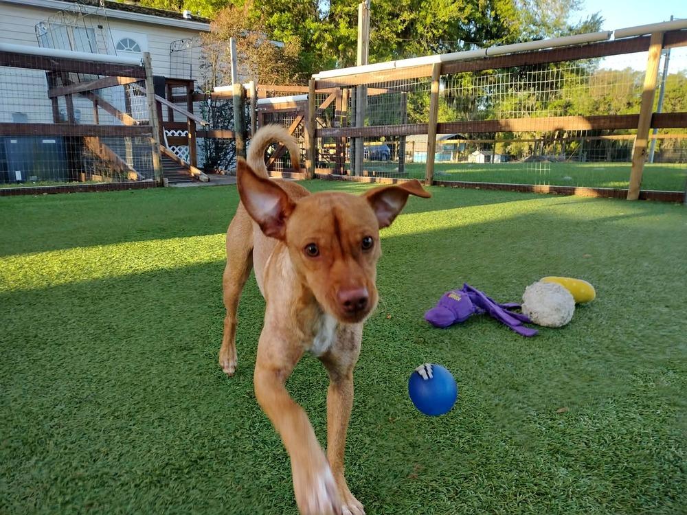 Enlarge Ashe, a Adoptable mixed breed in Winter Garden, FL image 4/5