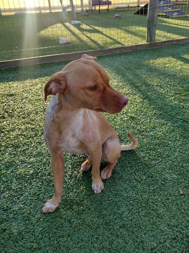 Enlarge Ashe, a Adoptable mixed breed in Winter Garden, FL image 5/5