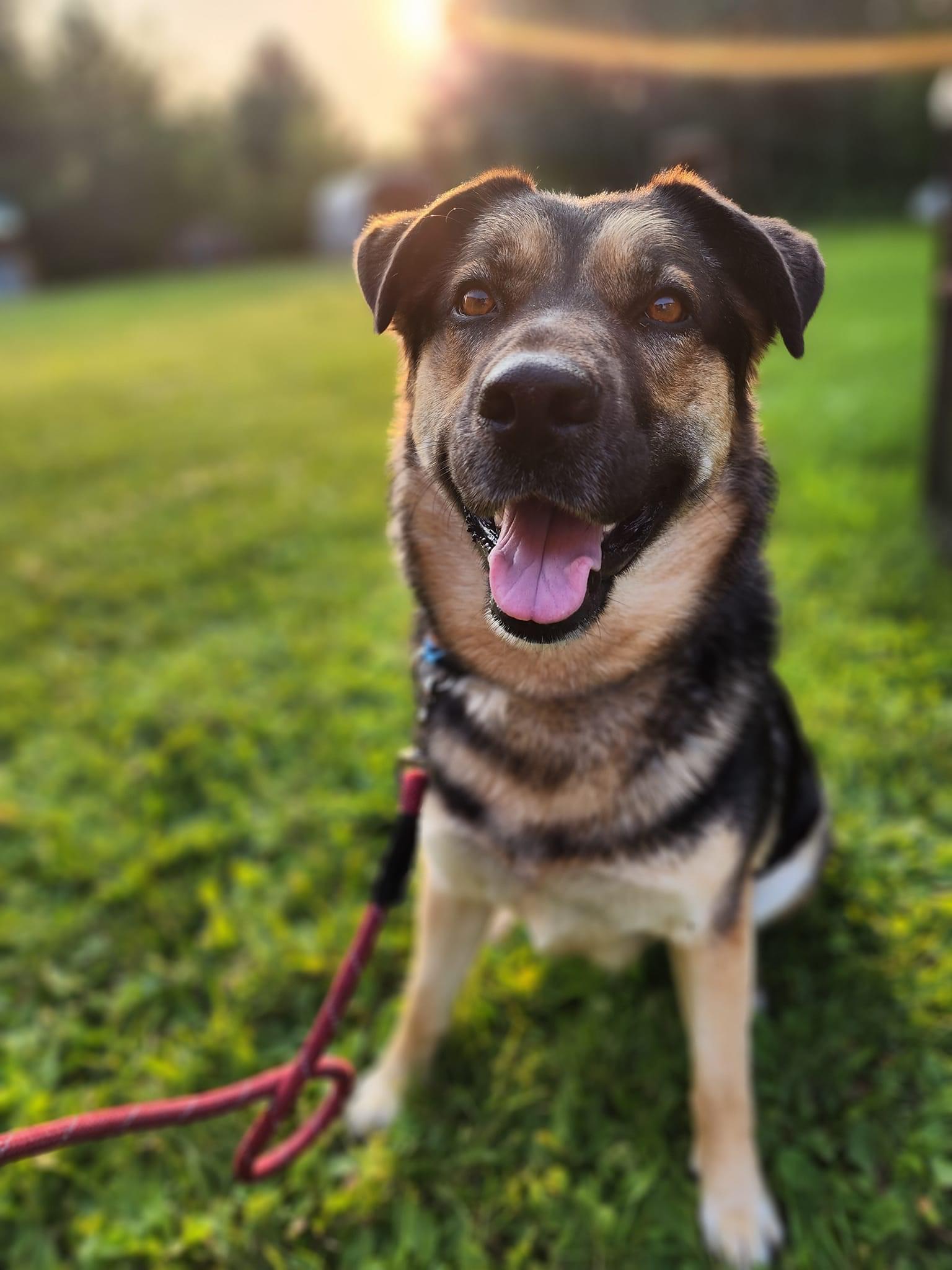 Nova, a Adoptable mixed breed in Lively, ON image 1/3