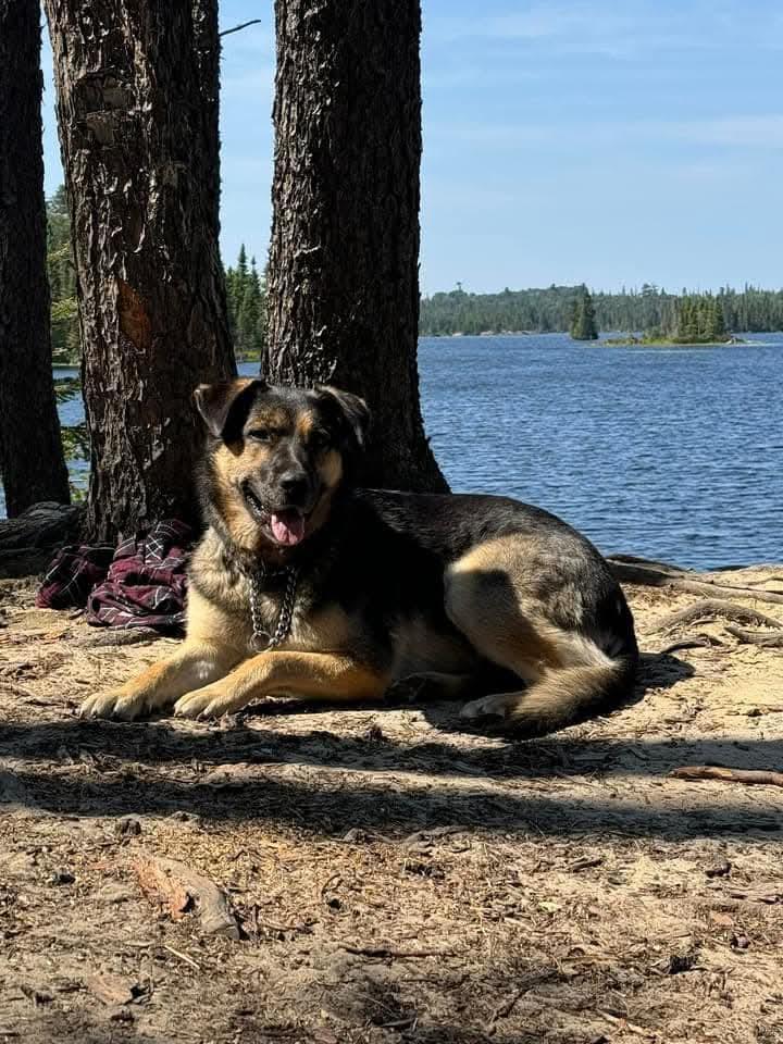 Nova, a Adoptable mixed breed in Lively, ON image 2/3