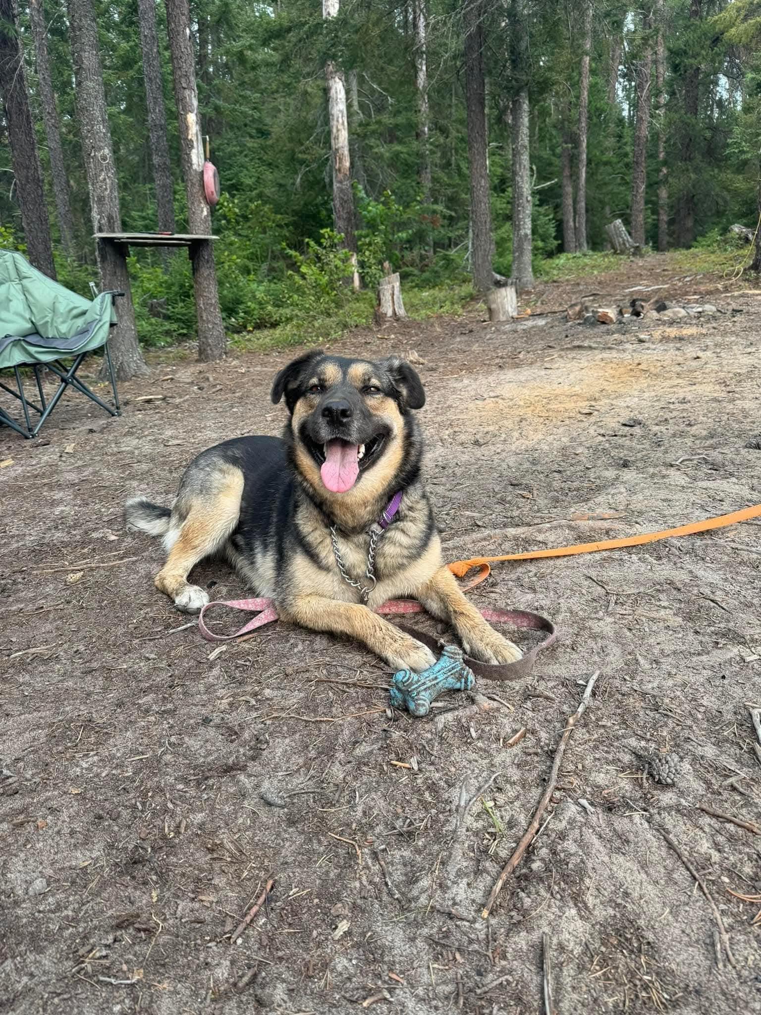 Nova, Adoptable, Adult Female Mastiff.
