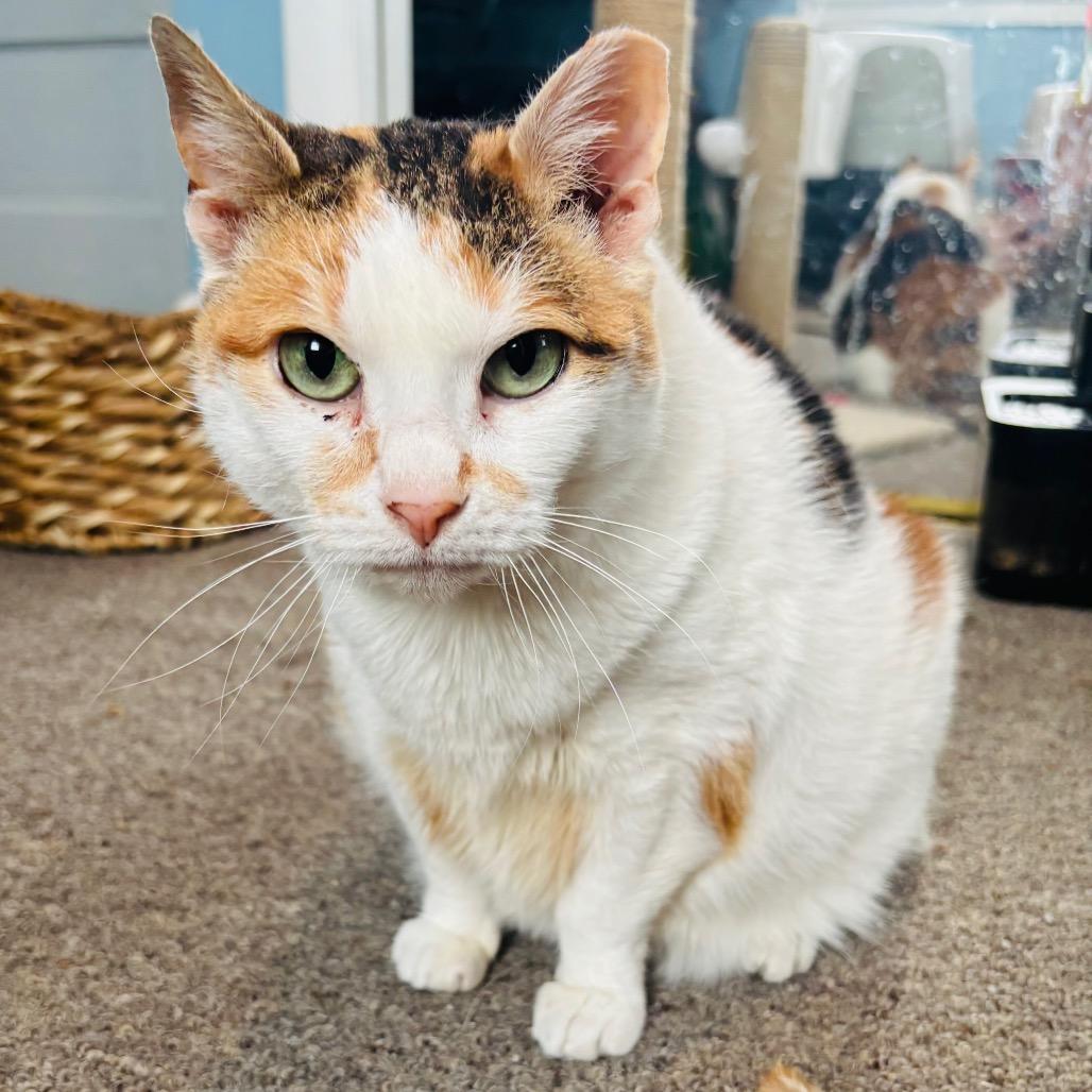 Fancy Cat, Adoptable, Senior Female Domestic Short Hair.
