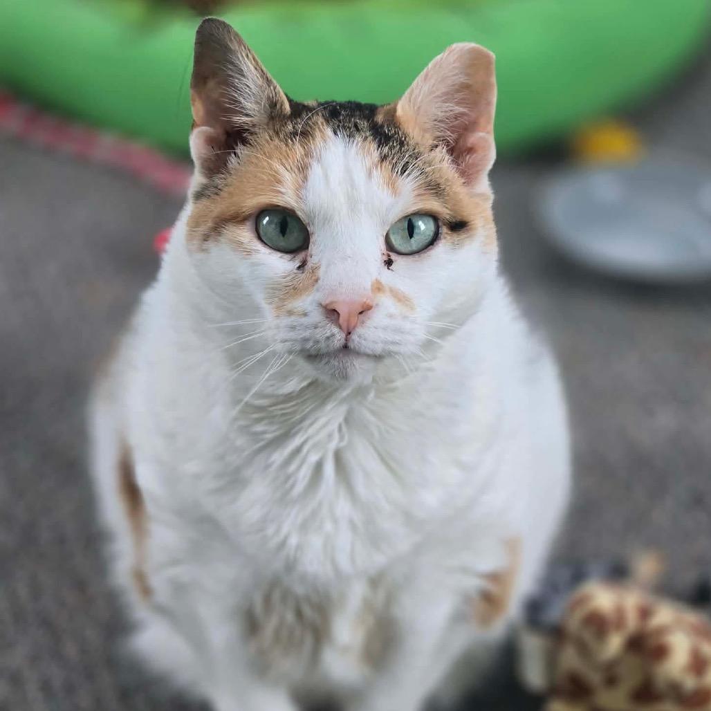 Enlarge Fancy Cat, a Adoptable Domestic Short Hair in Woodbury, NJ image 2/5