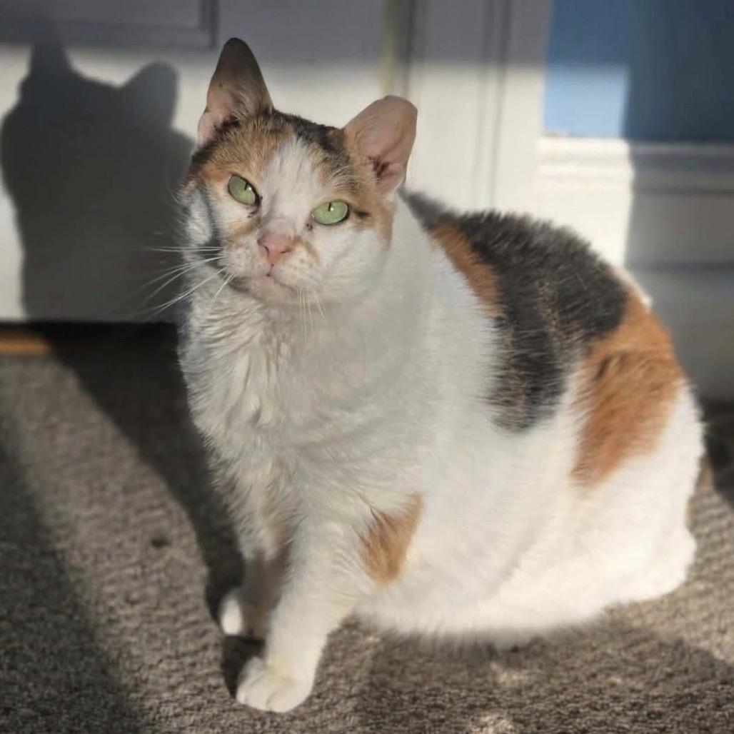 Enlarge Fancy Cat, a Adoptable Domestic Short Hair in Woodbury, NJ image 2/4