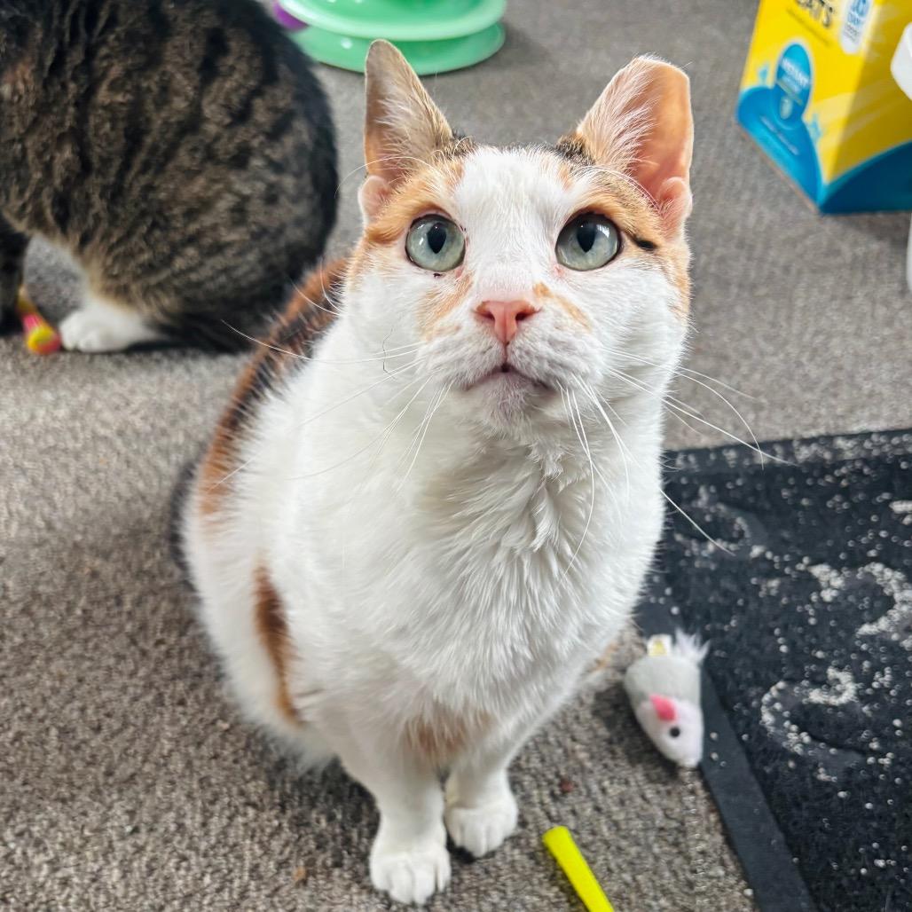 Enlarge Fancy Cat, a Adoptable Domestic Short Hair in Woodbury, NJ image 3/4