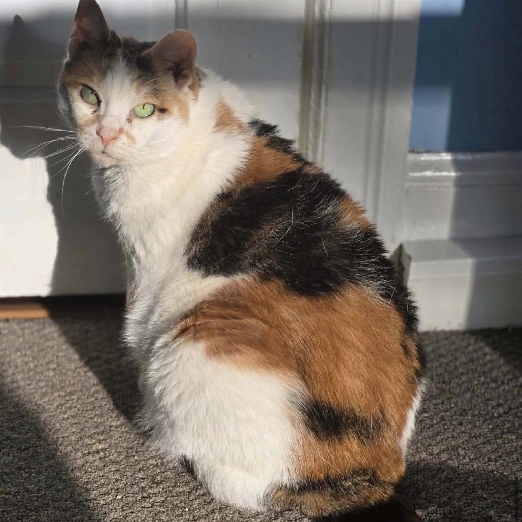 Enlarge Fancy Cat, a Adoptable Domestic Short Hair in Woodbury, NJ image 4/4