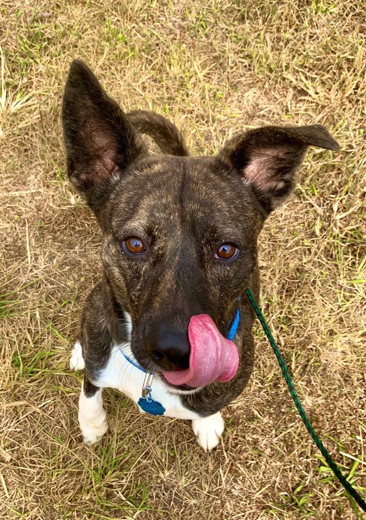 Enlarge Chance, a Adoptable mixed breed in Lawrenceville, IL image 1/5