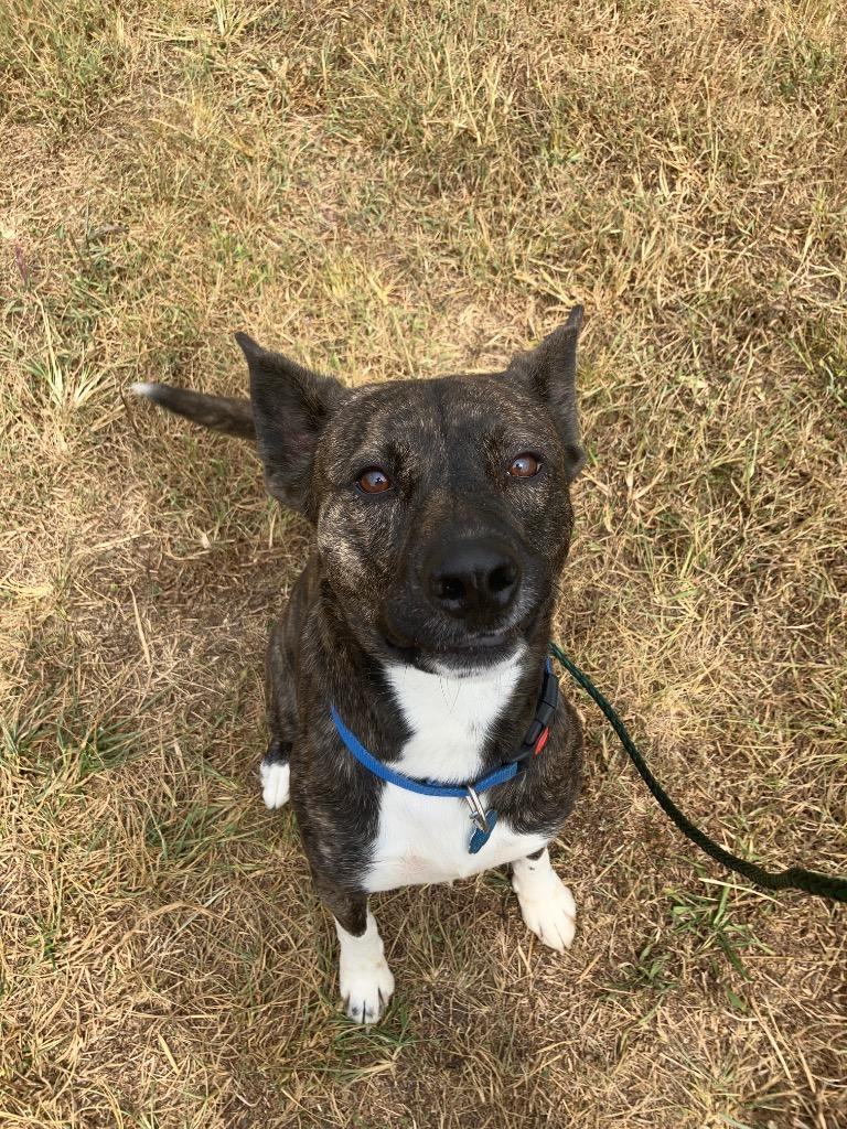 Enlarge Chance, a Adoptable mixed breed in Lawrenceville, IL image 2/5