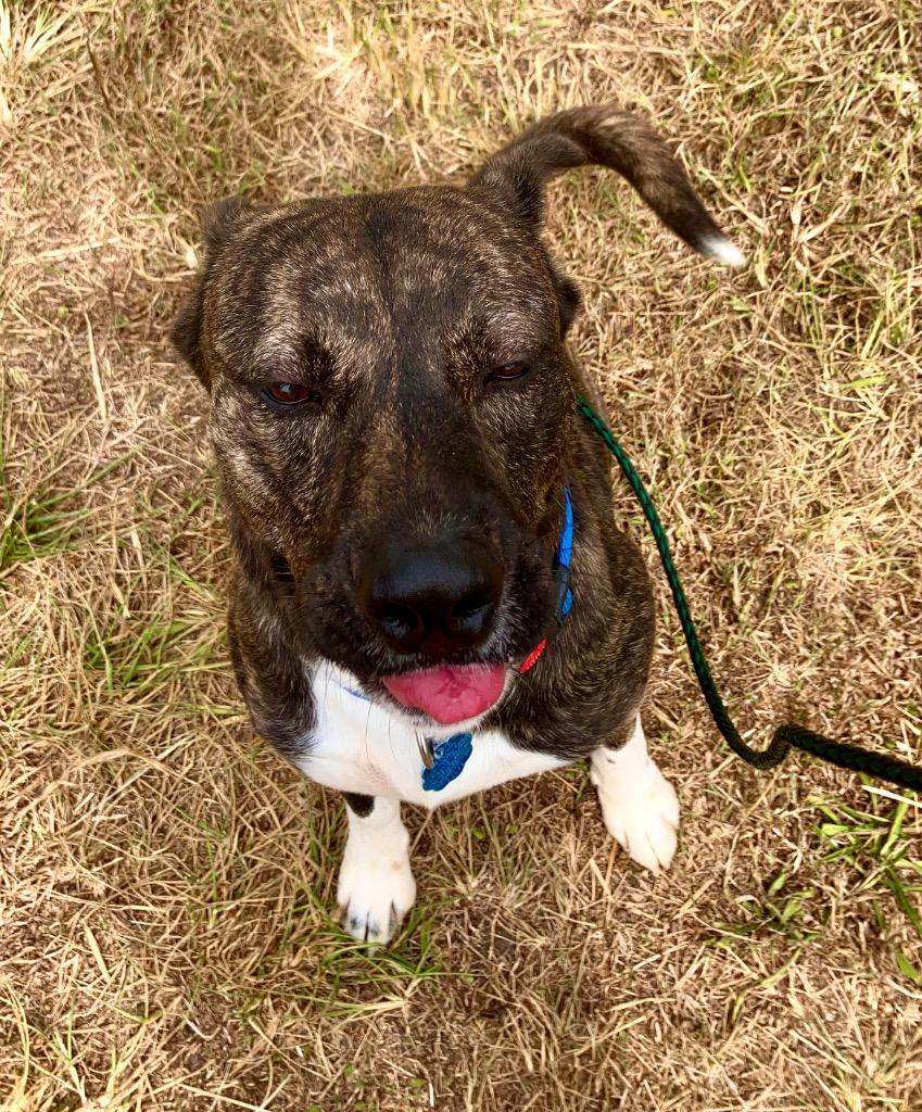 Enlarge Chance, a Adoptable mixed breed in Lawrenceville, IL image 3/5