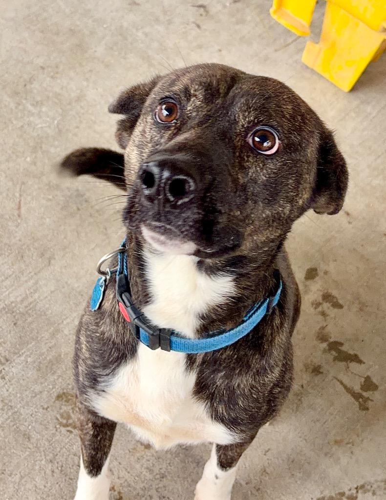 Enlarge Chance, a Adoptable mixed breed in Lawrenceville, IL image 4/5