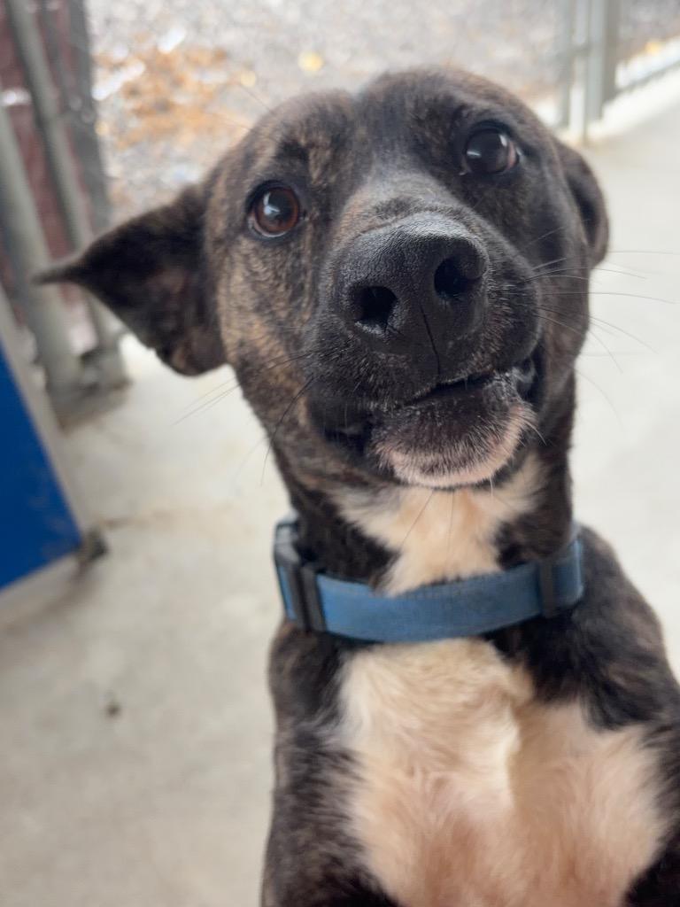 Enlarge Chance, a Adoptable mixed breed in Lawrenceville, IL image 5/5