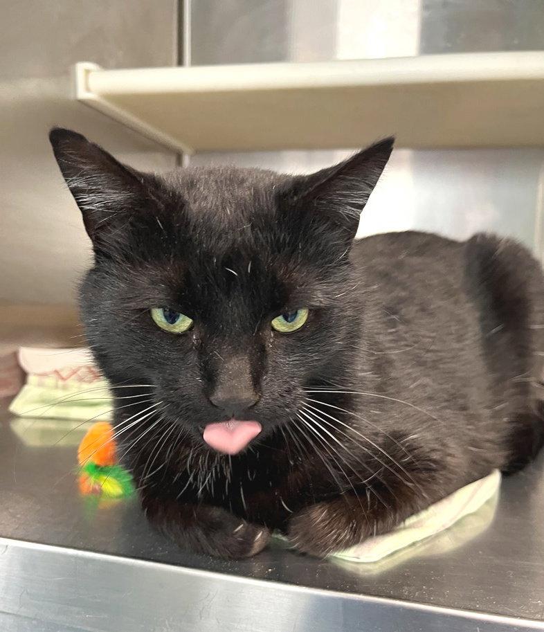 Enlarge Tony, a Adoptable Domestic Short Hair in Carrollton, GA image 1/3
