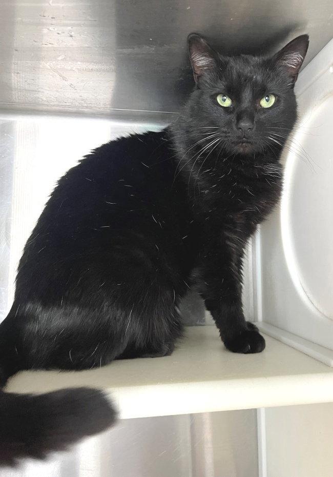 Enlarge Tony, a Adoptable Domestic Short Hair in Carrollton, GA image 2/3