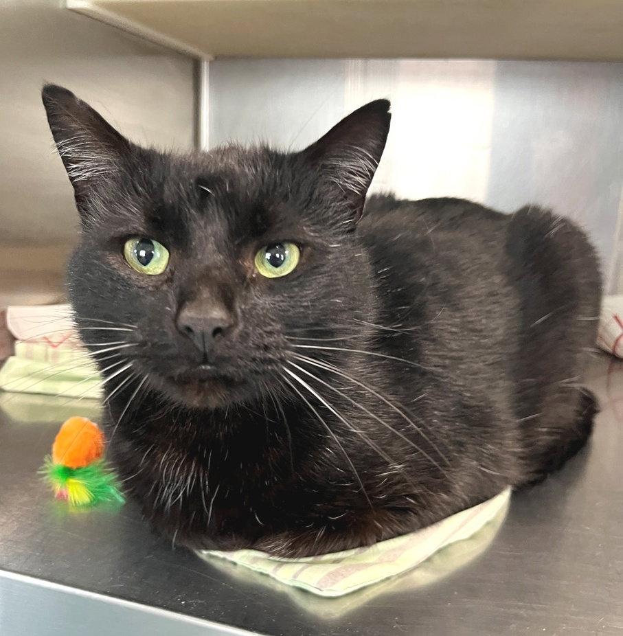 Enlarge Tony, a Adoptable Domestic Short Hair in Carrollton, GA image 3/3