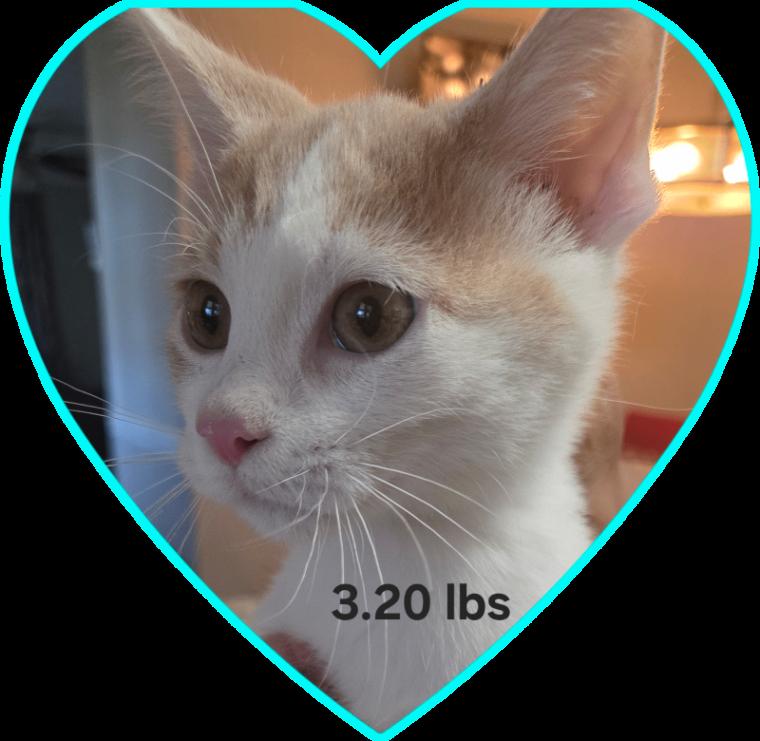 Enlarge Sparky, a Adoptable Domestic Short Hair in MOUNT AIRY, NC image 1/2