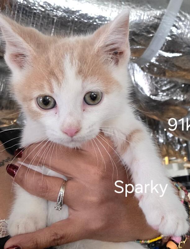 Enlarge Sparky, a Adoptable Domestic Short Hair in MOUNT AIRY, NC image 2/2