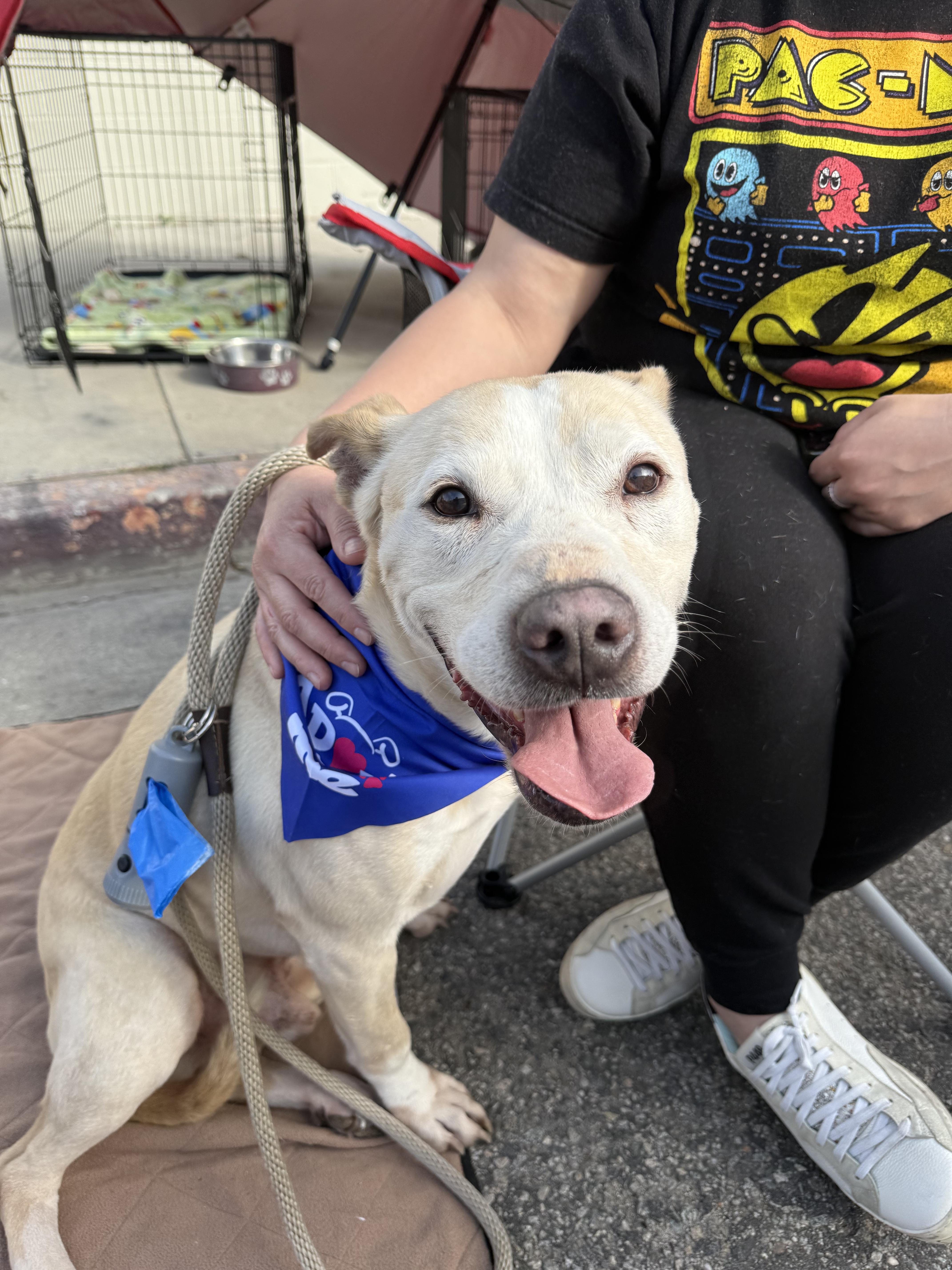 Cozzie, Adoptable, Adult Male Staffordshire Bull Terrier.