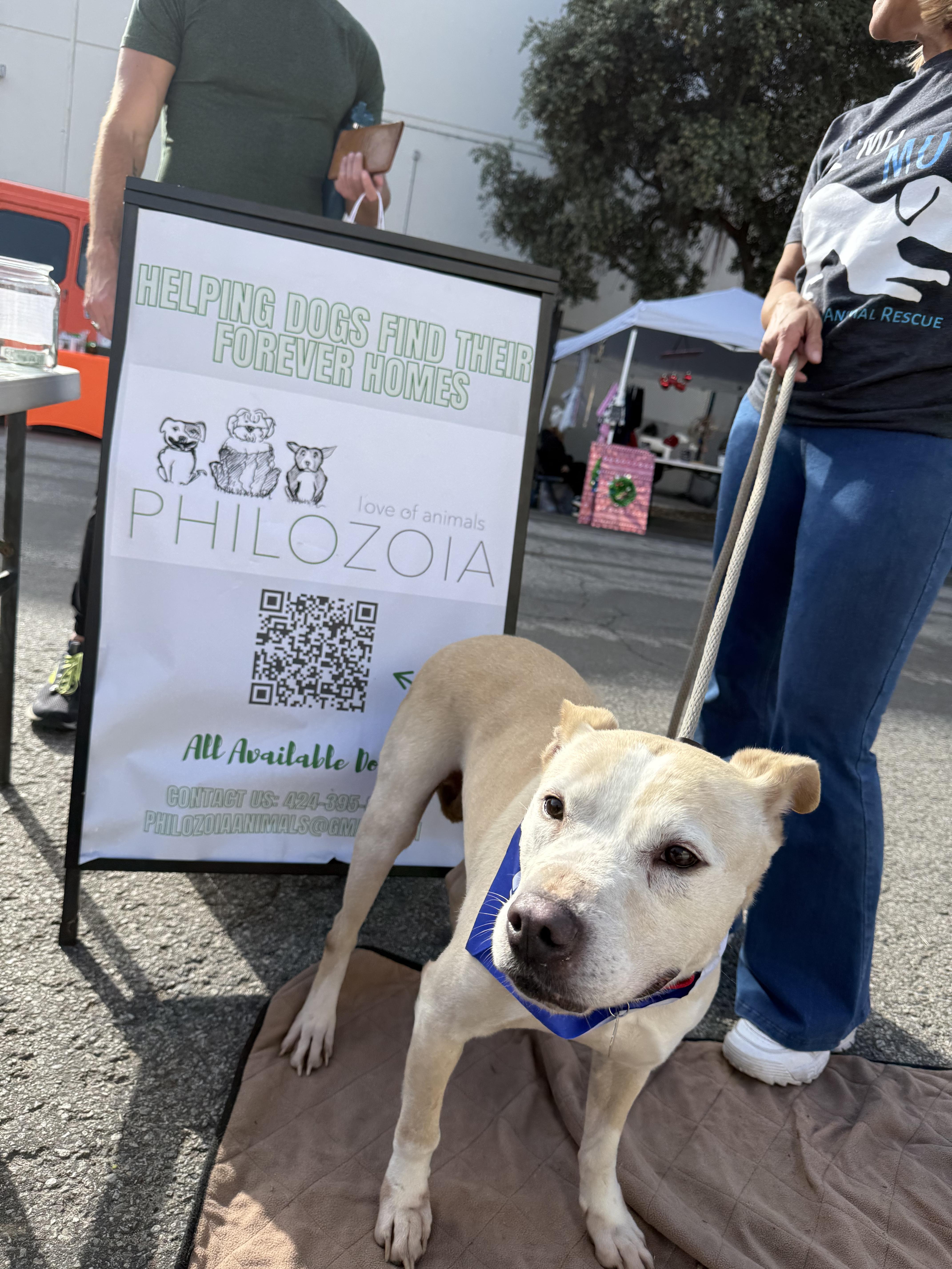 Enlarge Cozzie, a Adoptable mixed breed in Moorpark, CA image 5/6