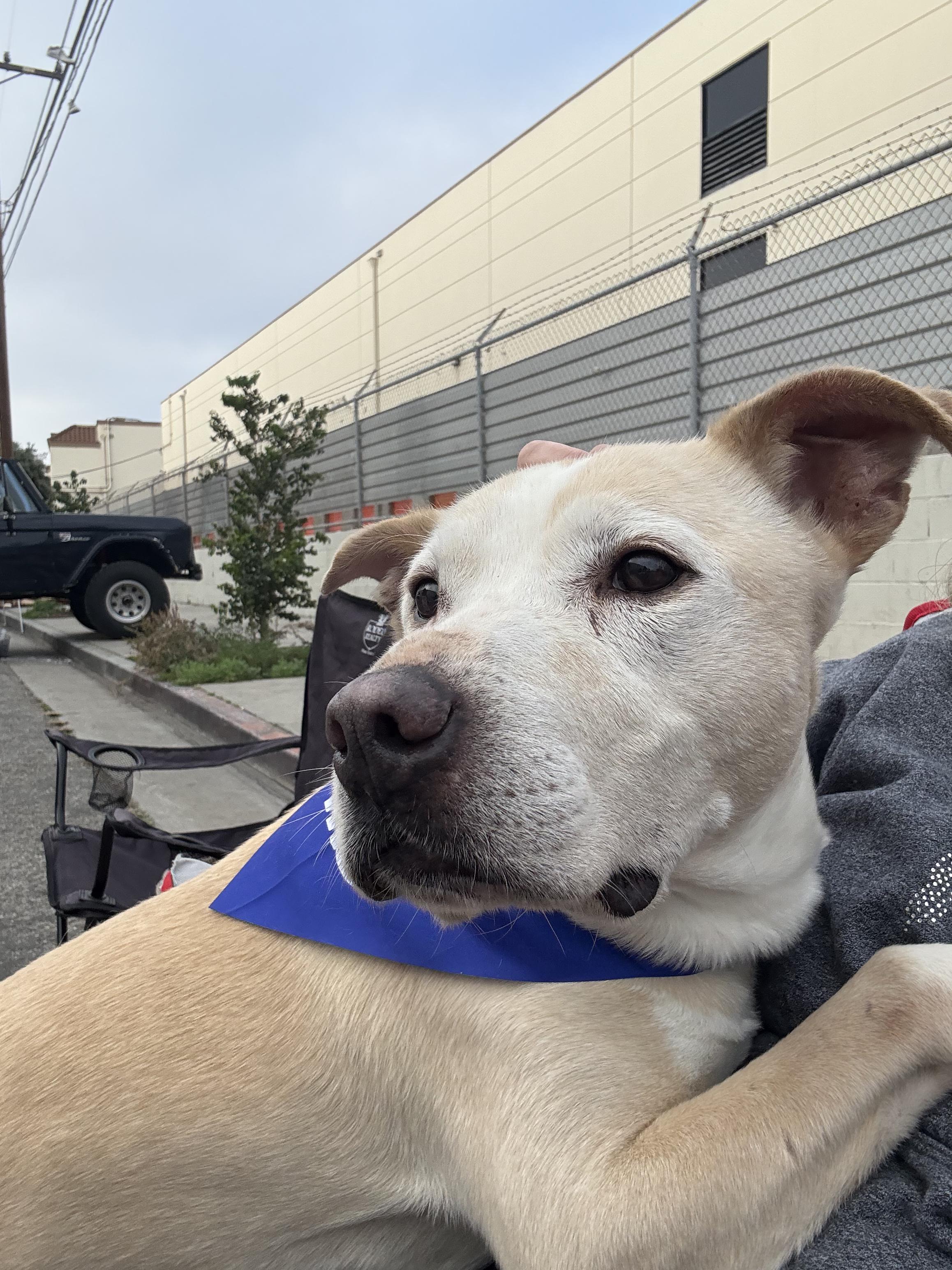 Enlarge Cozzie, a Adoptable mixed breed in Moorpark, CA image 3/6