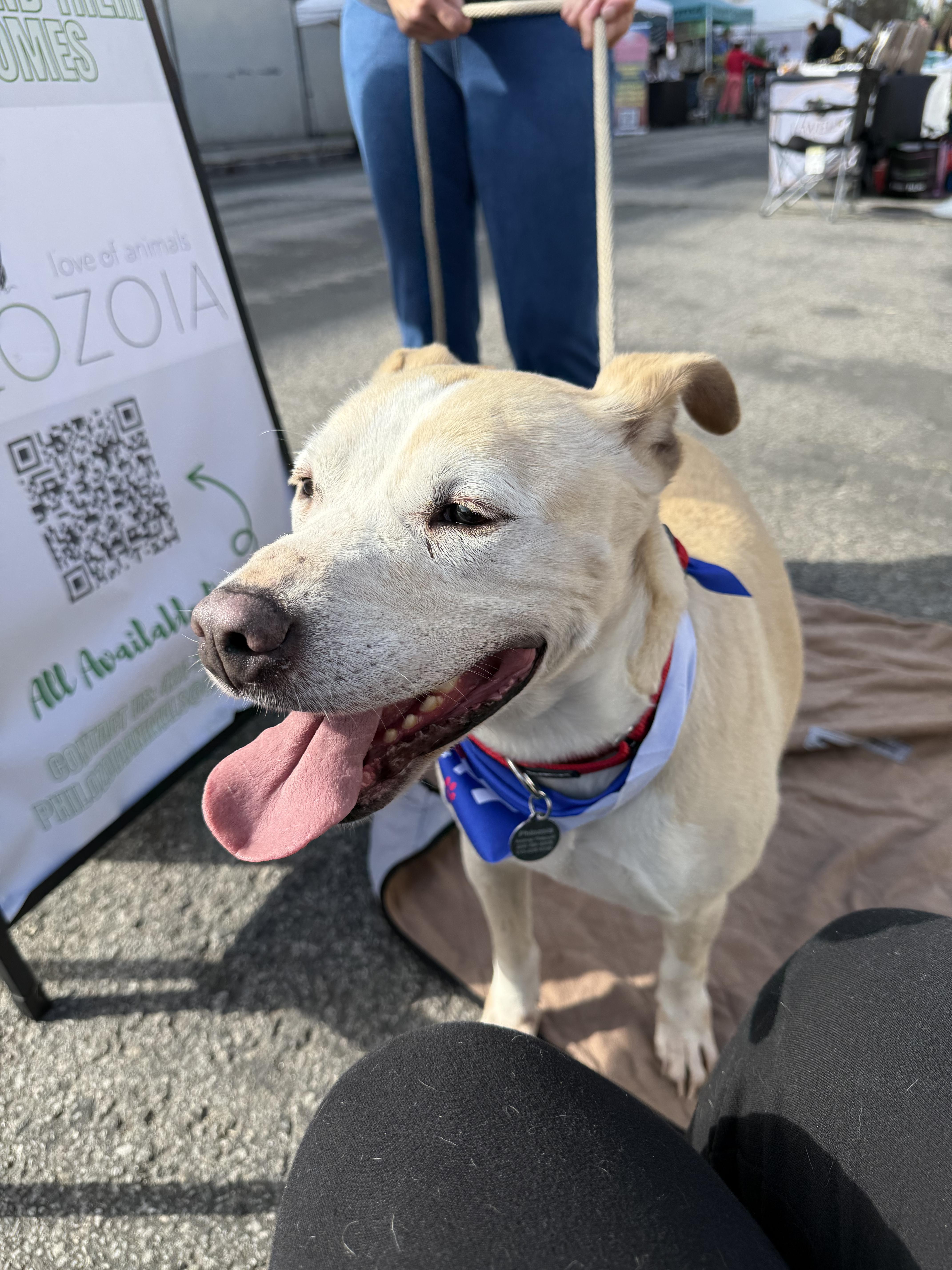 Enlarge Cozzie, a Adoptable mixed breed in Moorpark, CA image 4/6