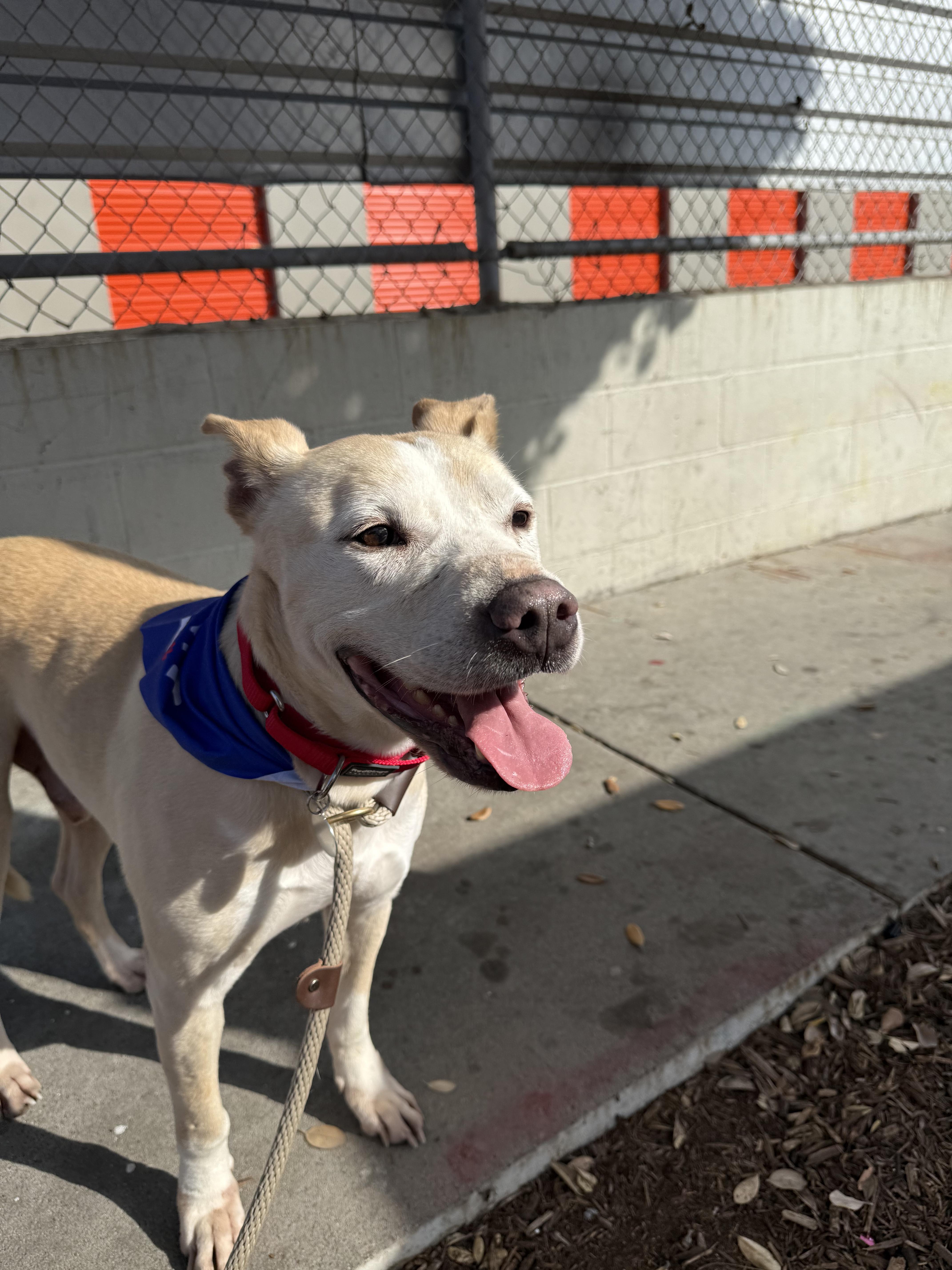 Enlarge Cozzie, a Adoptable mixed breed in Moorpark, CA image 2/6