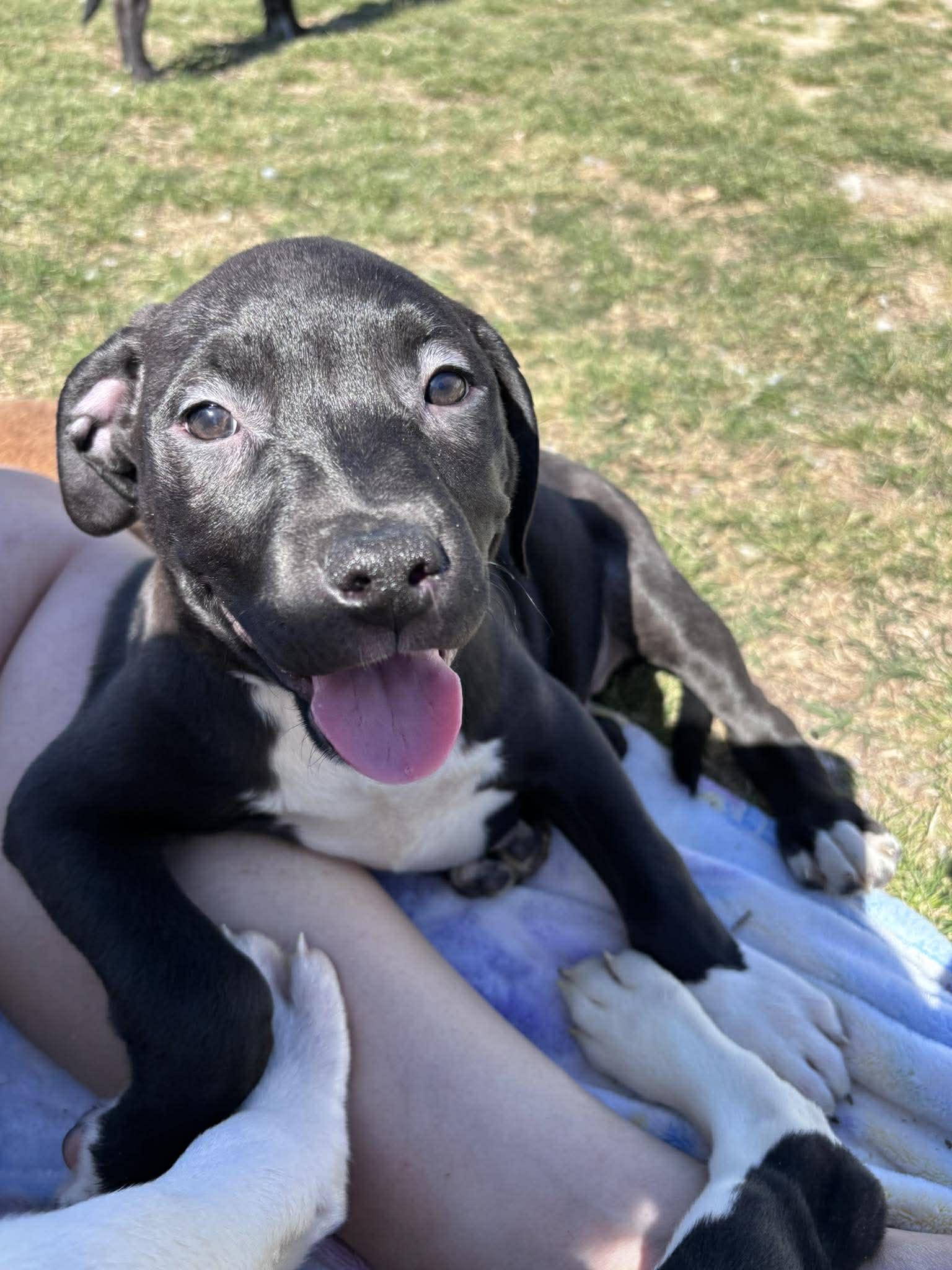 Enlarge Velma, an adopted mixed breed in Ayden, NC image 1/6